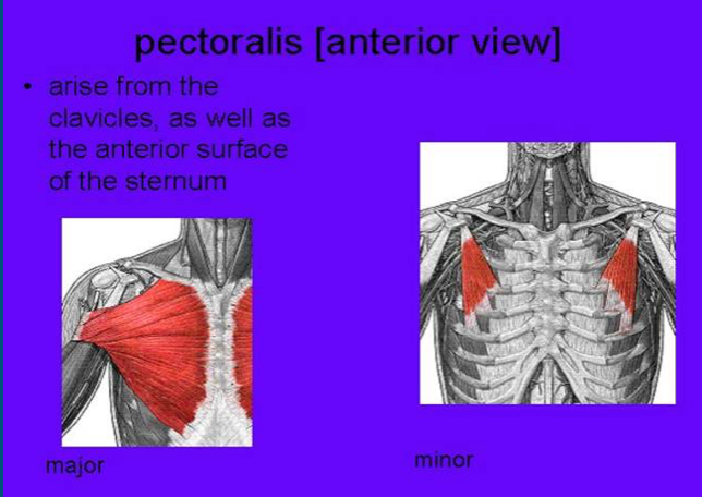 * Attach to sternum, costal cartilage, ribs 1-7
* If arms are fixed, pulls sternum and upper ribs forward, increasing A-P dimension of upper thorax (pump handle)
* Active in forced inspiration 
* Pectoral nerve (C5-T1)