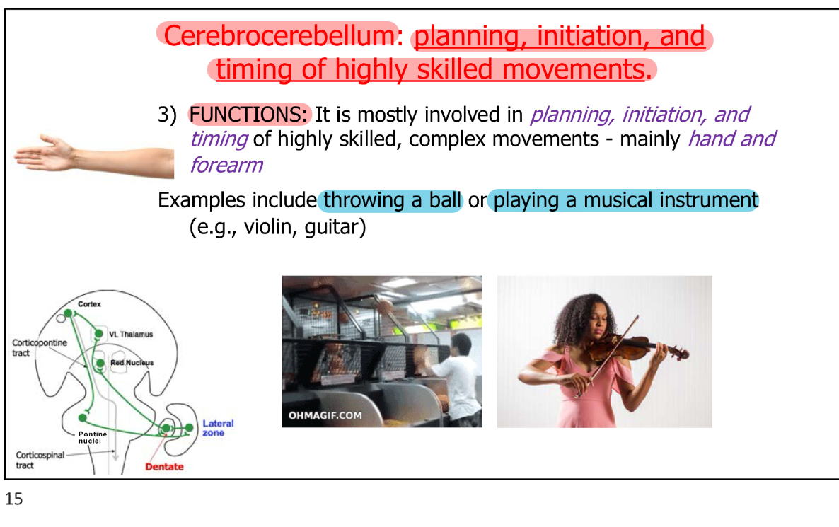 <p>Planning, initiation, &amp; timing of highly skilled movements, complex movements </p><ul><li><p>Mainly hand &amp; forearm</p></li></ul><ul><li><p>Ex: </p><ul><li><p>throwing a ball </p></li><li><p>Playing musical instrument (like violin &amp; guitar)</p></li></ul></li></ul><p></p>