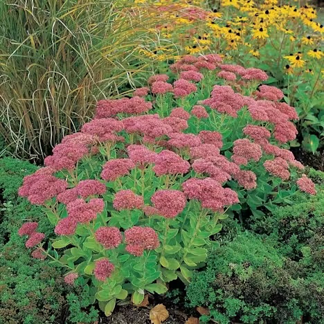 <p>Vilken blomma?</p>