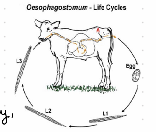 <p><strong>Oesophagostomum Dentatum, nematoda</strong></p><ul><li><p><em>O. brevicauda</em></p></li><li><p><em>O. quadrispinulatum</em></p></li><li><p><em>O. dentatum</em></p></li><li><p>Final Host: Pig, Location: LI and Cecum</p></li></ul><p><strong><span data-name="dna" data-type="emoji">🧬</span> Life Cycle</strong></p><ul><li><p>Direct LC</p></li><li><p>Unembryonated eggs 45 days</p><ol><li><p>Eggs passed in feces</p></li><li><p>hatches</p></li><li><p>Molt L1-L3</p></li><li><p>Ingested by FH SI &amp; LI and forms cysts</p></li><li><p>Inside cyst L3-L4</p></li><li><p>L4 hatches &amp; goes to lumen of LI</p></li><li><p>Adult</p></li></ol></li><li><p>Nodules form in the cecum</p></li></ul><p><span data-name="pill" data-type="emoji">💊</span> Treatment: Ivermectin</p><p><span data-name="microscope" data-type="emoji">🔬</span> Diagnosis: Coprological (flotation)</p><p><span data-name="stethoscope" data-type="emoji">🩺</span> Clinical Signs: All except <em>O. venulosum</em> forms nodules.</p><p></p>