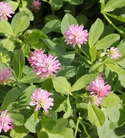 <p>annual; tolerates poor drainage and does well in South; requires a pH of 6.0 or better; bloat can be a problem</p>