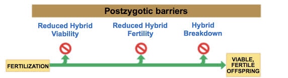 <p>Definition: the prevention of a hybrid zygote from developing into a viable, fertile adult</p><ol><li><p>Reduced hybrid viability </p></li><li><p>Reduced hybrid fertility </p></li><li><p>Hybrid breakdown </p></li></ol>