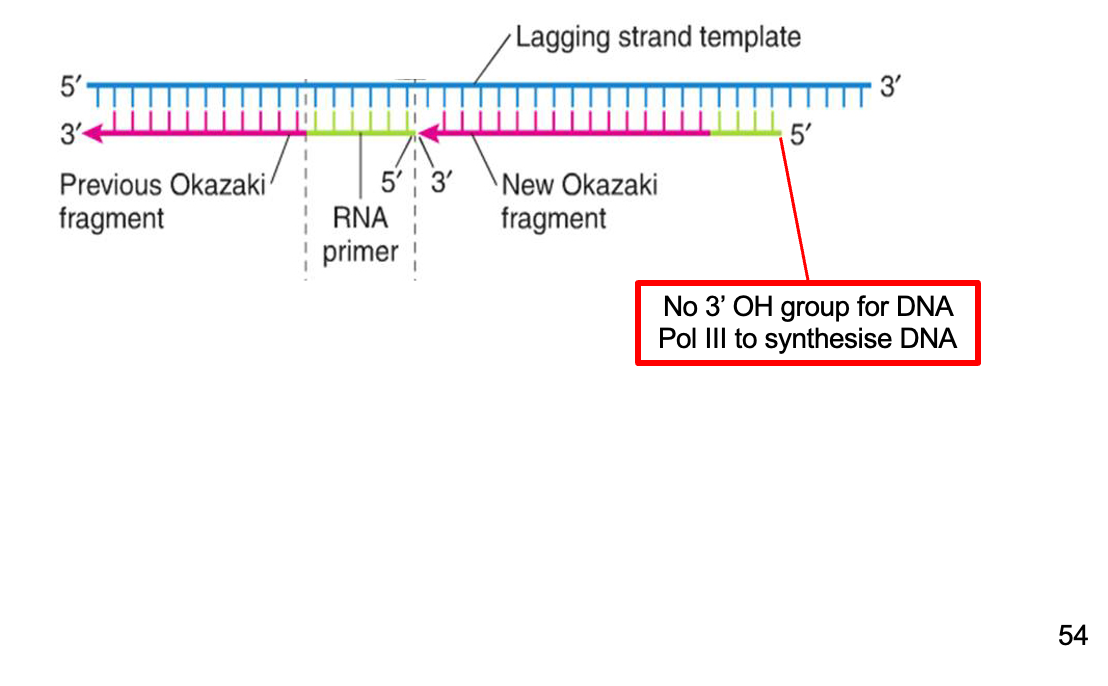 <p style="text-align: left"></p><p style="text-align: left"><span>RNA primer removal leaves a gap on lagging stand – shortens chromosome!</span></p><p></p>