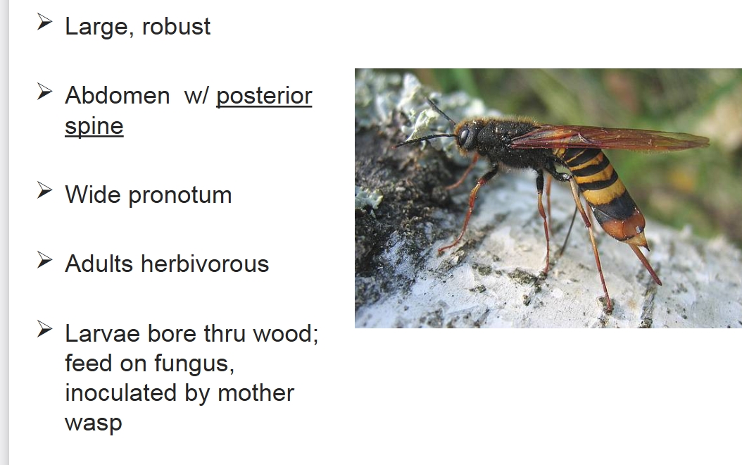 <p>what family is this?</p>