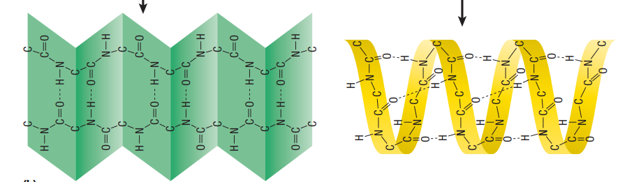 <p>coils/spiral & folds as a.a.’s are added</p><ul><li><p>Folds into: – α-Helix → a <strong>coil</strong> held by groups of various a.a.’s</p></li><li><p>β-Pleated sheet → when 2 parts of a polypeptide chain adjacent to each other (fold)</p><ul><li><p> BOTH form H bonds between the CARBOXYL and AMINO groups</p></li></ul></li></ul><p>Folds into either not both</p>