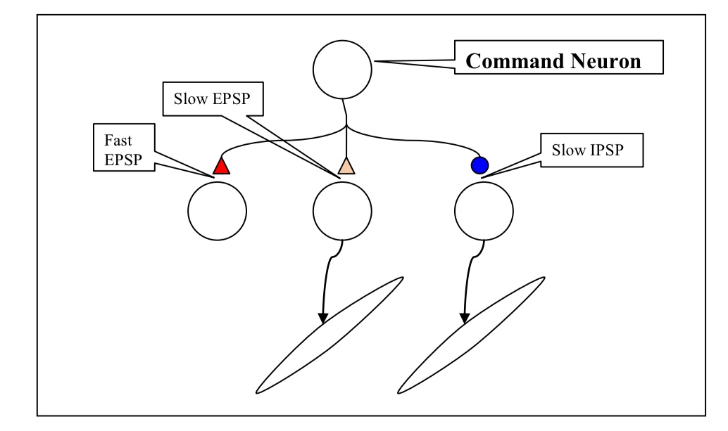 <p>Explain what is happening in this example of a command neuron?</p>