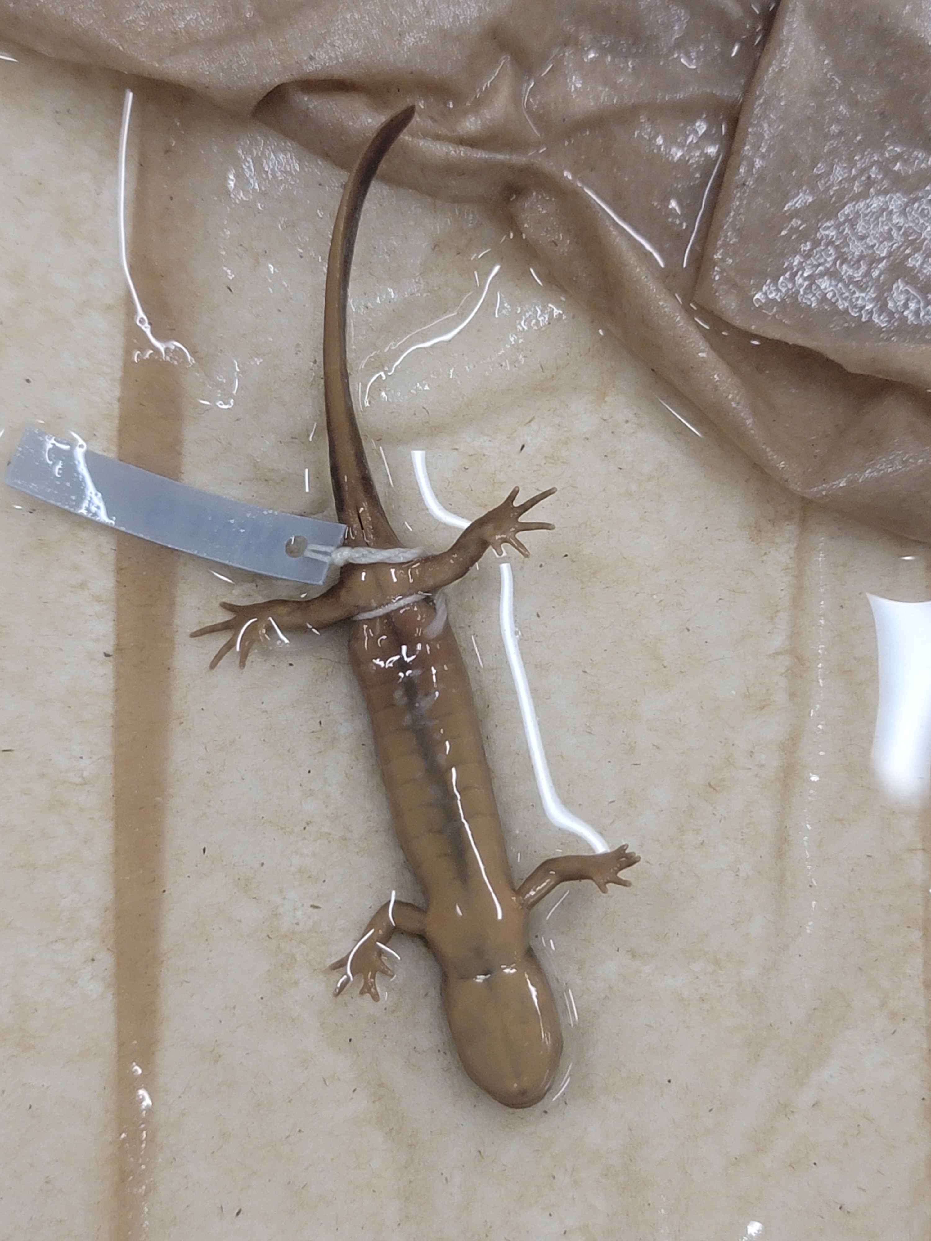 <p>Ambystoma macrodactylum</p>