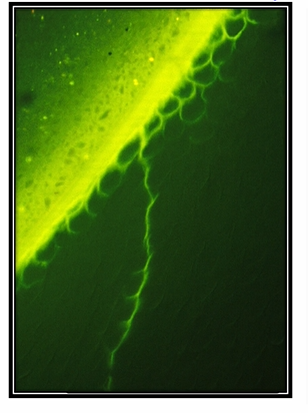 <p>the lateral walls of proximal cavities have prisms which are <strong><u>parallel </u></strong>to the cut margin&nbsp;</p>