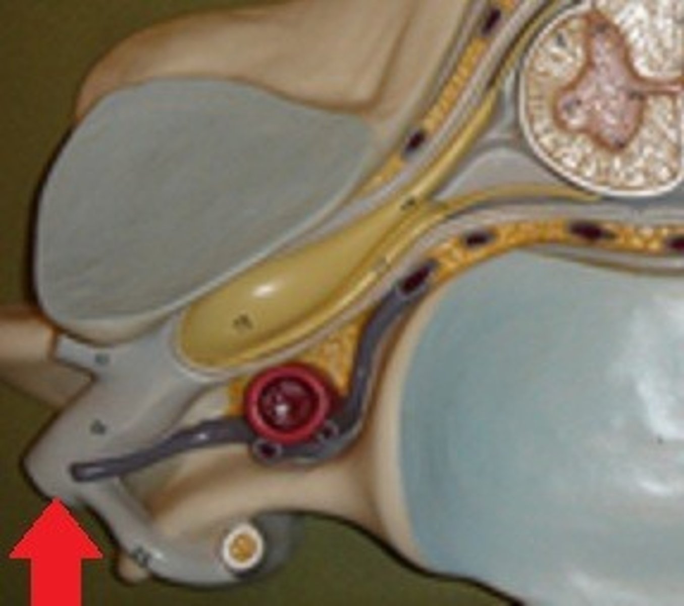 <p>Extended anterior to recombine with other ventrak rami superior and inferior to it (except in thoracic region) to form a complex network called a plexus</p>