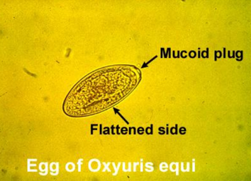 <p><em><u>Oxyuris equi</u></em></p>