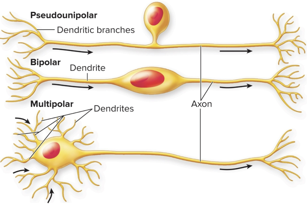 <ul><li><p><strong>conducts action potentials AWAY</strong> from the cell body</p></li><li><p>vary in length from a few millimeters to a meter</p></li><li><p>connected to the cell body by the a<strong>xon hillock,</strong> where action potentials are generated at the initial segment of the axon</p></li><li><p>can form many <strong>branches called axon collaterals</strong></p></li><li><p><strong>covered in myelin</strong> with open spots called <strong>nodes of ranvier</strong></p></li></ul><p></p>