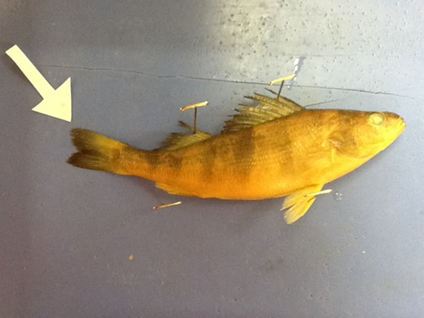 <p>A single fin extending from the tail that moves side to side and propels fish forward</p>