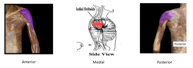 <p>Action: Shoulder flexion, extension and ABDuction. </p>