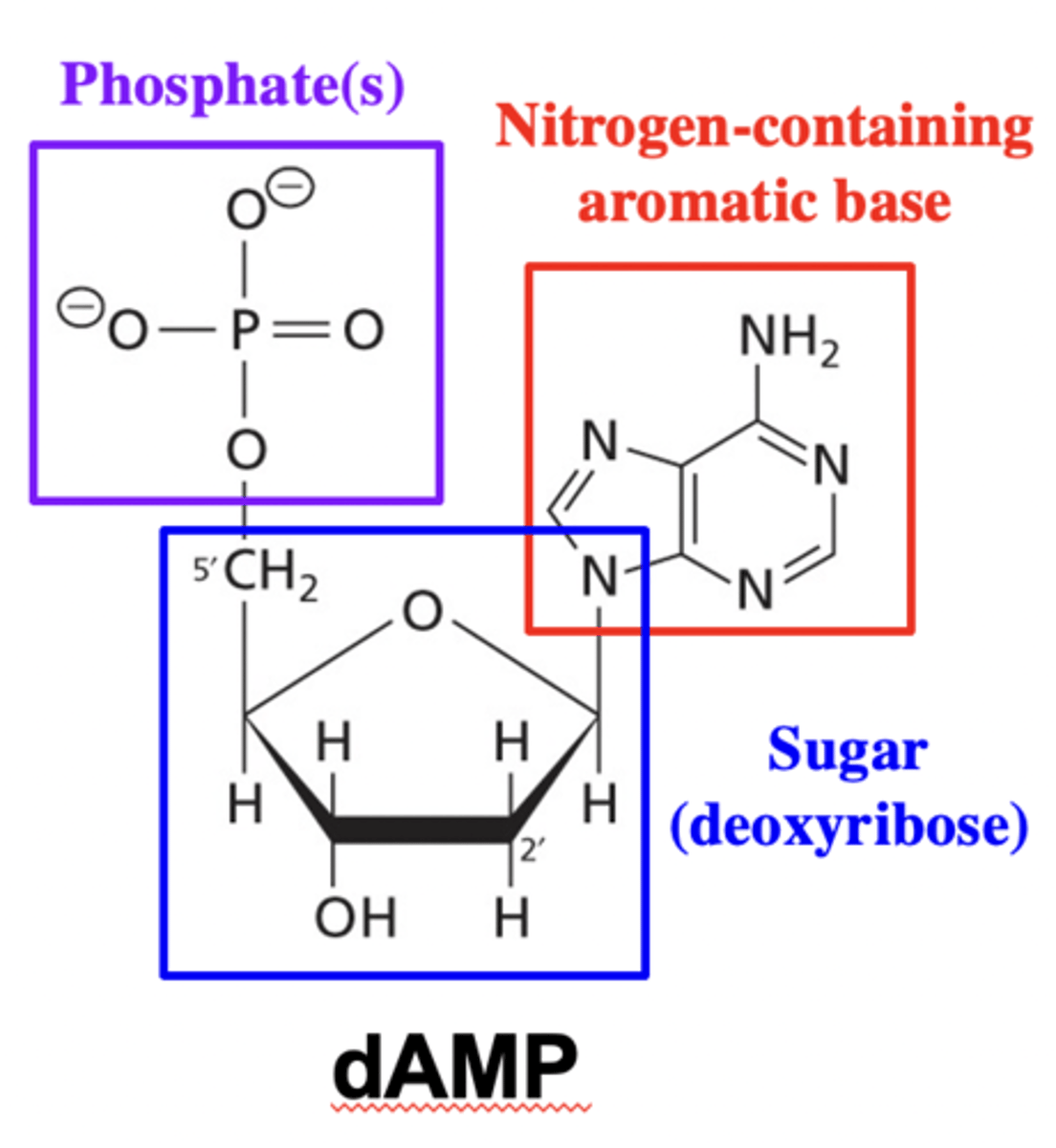 <p>Phosphate, deoxyribose and nitrogen-containing aromatic base</p>
