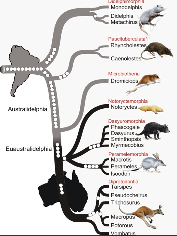 divergent evolution of numerous related lineages within a relatively short time (basically just a bunch of diverging of lineages)