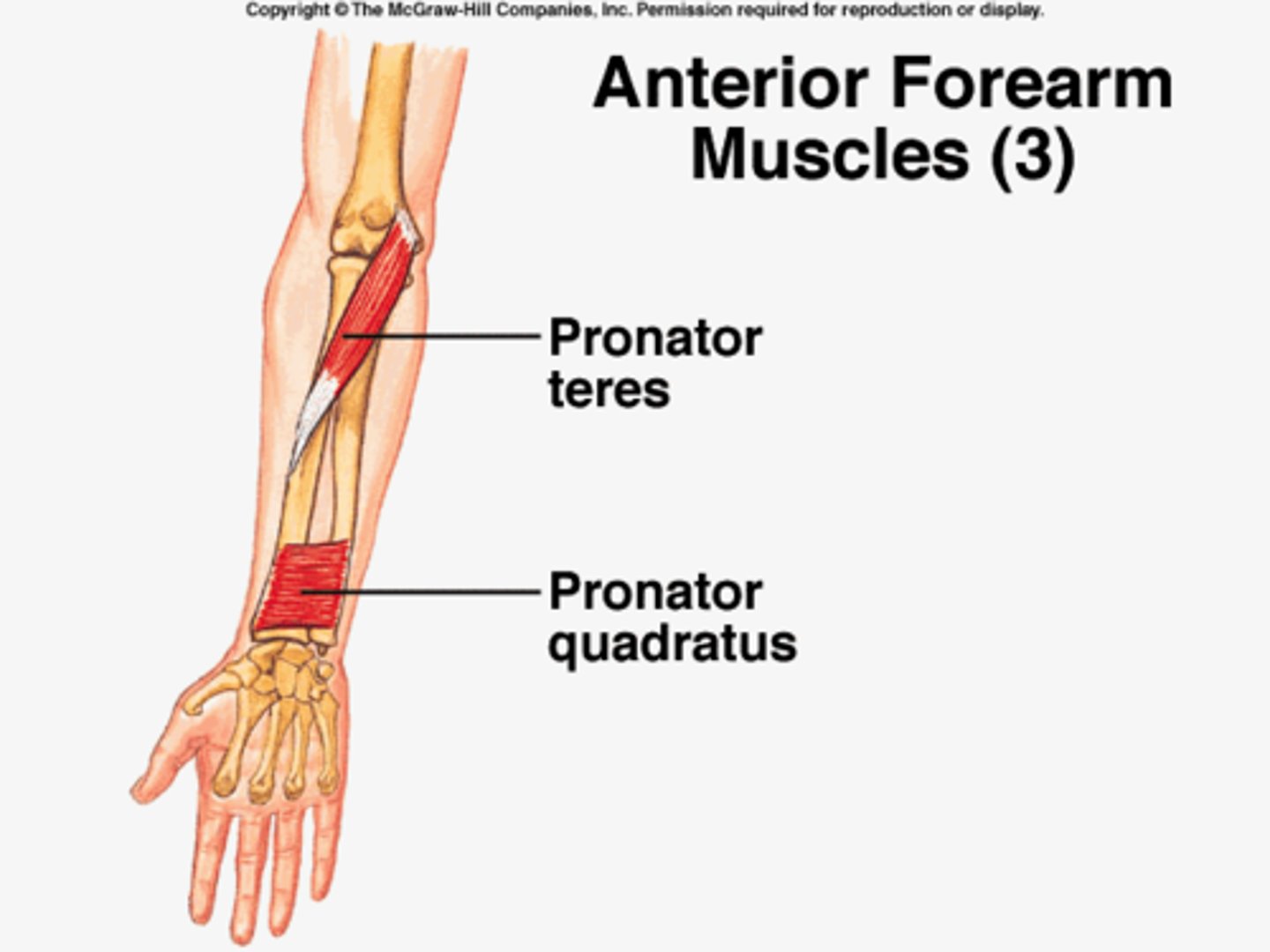 <p>-Origin medial, anterior surface of the ulna</p><p>-Insertion lateral, anterior surface of the radius</p><p>-Nerve median nerve (anterior interosseous nerve)</p><p>-Actions pronates the forearm</p><p>-Antagonist Supinator muscle</p>