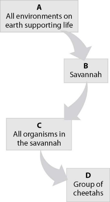 Which level in the hierarchy shown is a community?