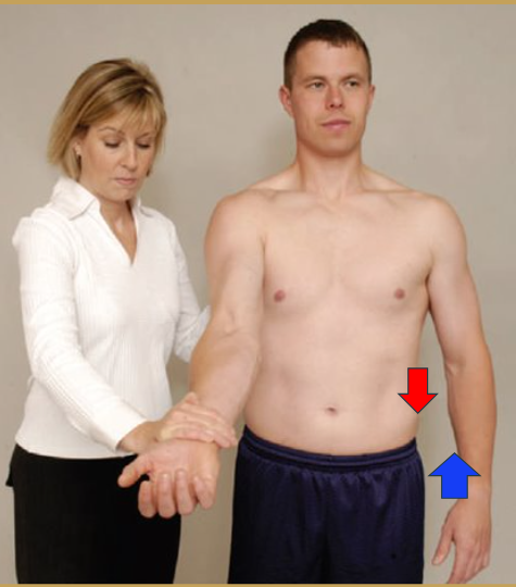 <p><strong>Purpose:</strong> Assess the presence of biceps tendinitis.​</p><p><strong>Steps:</strong>​</p><ol><li><p>The client is in a seated position. Flex the shoulder approximately 60 degrees. ​</p></li><li><p>Instruct the client to completely extend the elbow while supinating the arm.​</p></li><li><p>The therapist isometrically resists shoulder flexion with resistance applied to the distal forearm&nbsp;of the client. ​</p></li></ol><p><strong>Result:</strong> Pain localized to the area of the bicipital groove indicates a positive test, usually inflammation of the tendon. ​</p>