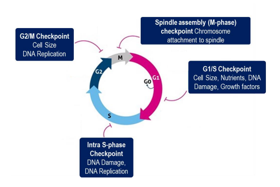<p>Proofreading and mismatch occurs during S phase (DNA replication) </p><p></p><p>Checkpoints:</p><ul><li><p>M phase Checkpoint</p></li><li><p>G1/S phase checkpoint: </p></li><li><p>G2/M phase checkpoint: </p></li><li><p>Intra- S-phase checkpoint: </p></li></ul><div data-type="horizontalRule"><hr></div><p>Cell cycle stops if damaged DNA is detected</p><p></p><p>In mammalian cells, the presence of DNA damage can:</p><ul><li><p>block entry from G1 to S phase (checkpoint)</p></li><li><p>slow S phase (replication) once it has begun</p></li><li><p>block transition from G2 phase to M phase (checkpoint) </p></li></ul><div data-type="horizontalRule"><hr></div><p><strong><u>Some proteins involved in regulating the cell cycle:</u></strong></p><p>ATM protein:</p><ul><li><p>large kinase (phosphorylates proteins) that signals intracellularly to delay the cell cycle in response to DNA damage</p></li><li><p>Individuals with ataxia telangiectasia (AT) (defects in ATM protein) suffer from effects of unrepaired DNA lesions (neurodegeneration, genome instability etc)</p></li></ul><p>p53:&nbsp;‘Guardian of the genome’</p><ul><li><p>arrests the cell cycle at G1/S checkpoint until damage is repaired</p></li><li><p>activates DNA repair enzymes</p></li><li><p>can initiate apoptosis is damage is too great (if arrested too long)</p></li><li><p>huge implication in cancer - mutations in P53 can prevent apoptosis = cancer</p></li></ul><p>CHK1: Kinase</p><ul><li><p>cycle arrest at S and G2/M checkpoints&nbsp;</p></li><li><p>DNA repair or cell death&nbsp;</p></li></ul><p></p>