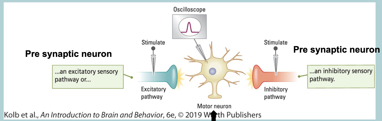 <p>Post synaptic potentials (PSP) = GRADED POTENTIAL</p><ul><li><p>Put a recording electrode is SOMA (cell body) post synaptic neuron&nbsp;</p></li><li><p>Tease apart incoming SENSORY FIBERS&nbsp;</p></li><li><p>Stimulate individual FIBERS&nbsp;</p></li><li><p>Some DEPOLARIZES the post synaptic neuron (EXCITATORY)&nbsp;</p></li><li><p>Some HYPERPOLARIZE the post synaptic neuron (INHIBITORY)&nbsp;</p></li></ul><p></p>