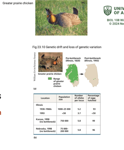 <p>Greater prairie chickens once lived throughout Canadian and US prairies (extirpated in Canada)<br>-Loss of prairie habitat caused a severe reduction in the population of greater prairie chickens (bottleneck)<br>-some prairie populations remain throughout US prairie states <br>-the bottleneck reduced genetic variation in the surviving populations (loss of fertility)</p>