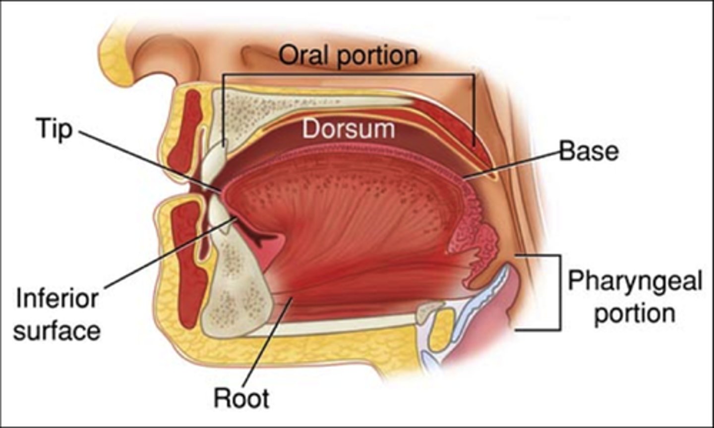 <p>The most mobile articulator</p><p>Consists of four parts:</p><p>Dorsum: superior surface</p><p>Tip (apex): anterior-most portion</p><p>Base: resides in the oropharynx</p><p>Root: Inferior</p>