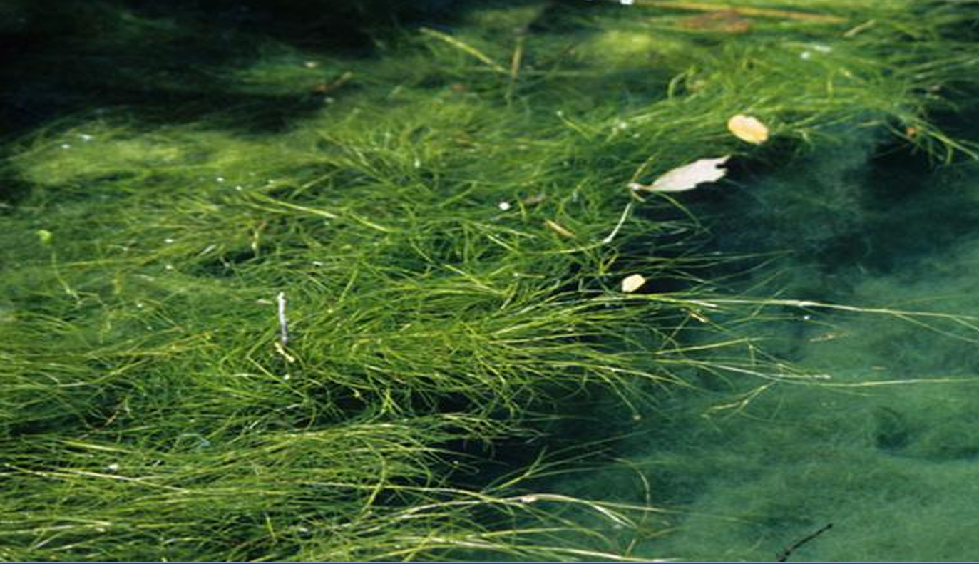 <p>Stuckenia pectinata (Potamogetonaceae)</p>