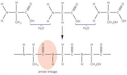 Amide bond is formed and water is lost