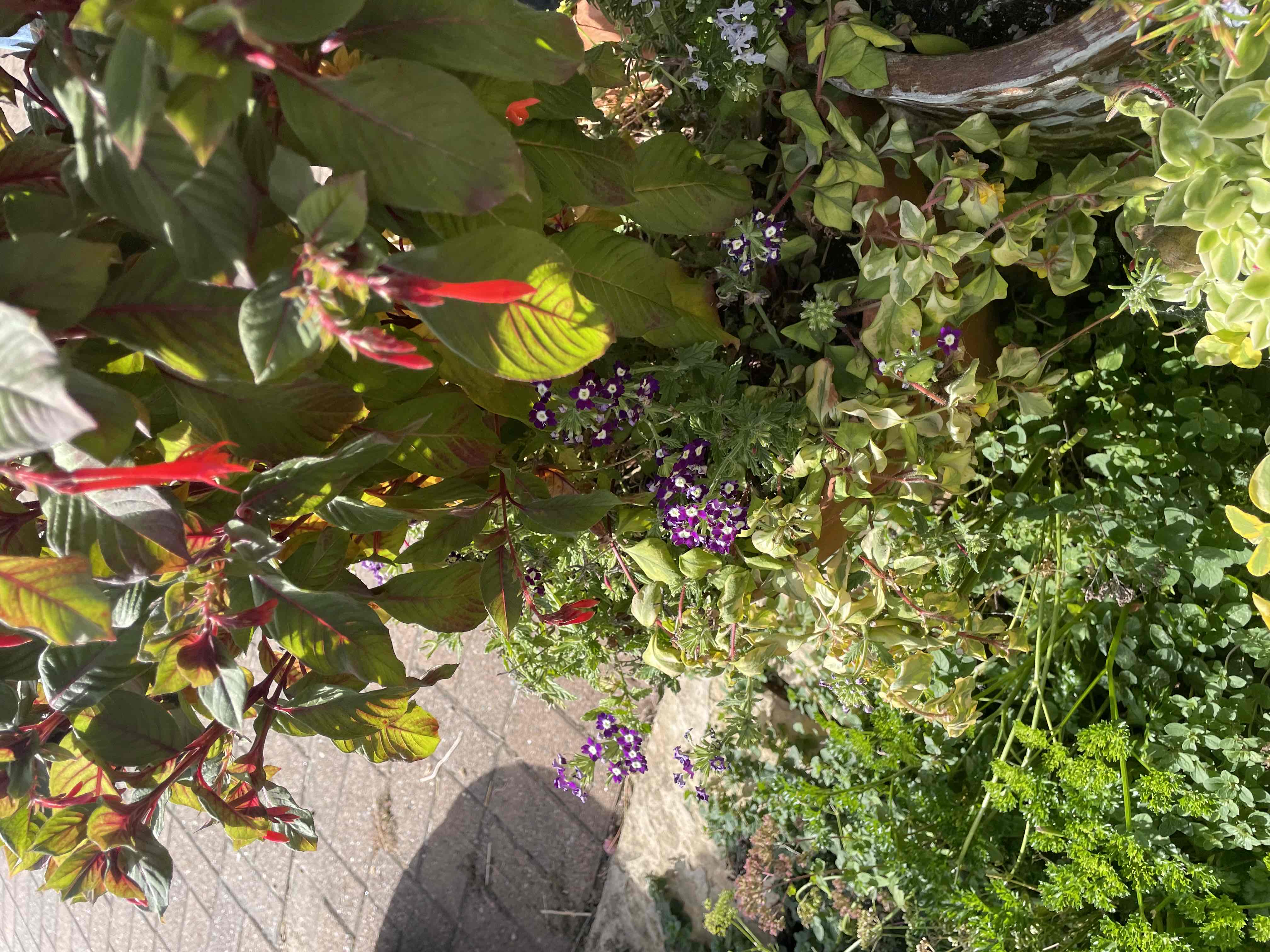 <p>Verbena x hybrida</p>