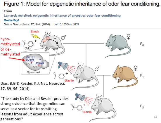 <p>Male mice fear conditioned to a smell, and they measured hypomethylation in their sperm.<br>Bred with female mates not exposed to conditioning.<br>They saw the same thing in the F2 generation. F1 and F2 generation more sensitive to that smell.</p>