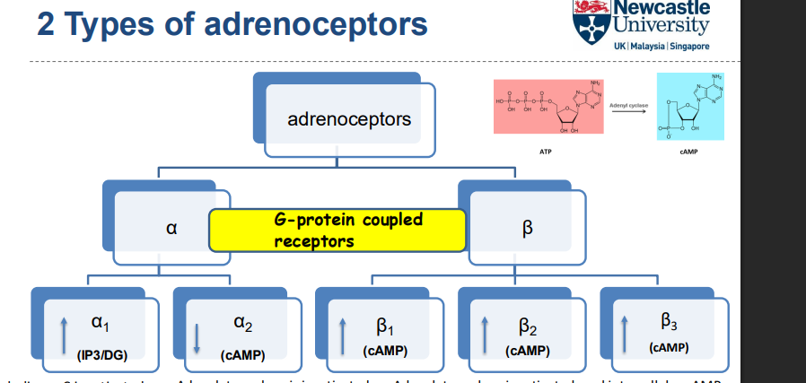<ul><li><p><strong>Adenylate cyclase activation</strong> leads to an <strong>increase in cAMP</strong> levels</p></li><li><p><strong>Adenylate cyclase inactivation</strong> leads to a <strong>decrease in cAMP</strong> levels</p></li><li><p><strong>Adrenaline and noradrenaline</strong> switch on <strong>adenylate cyclase</strong></p></li></ul><p></p>