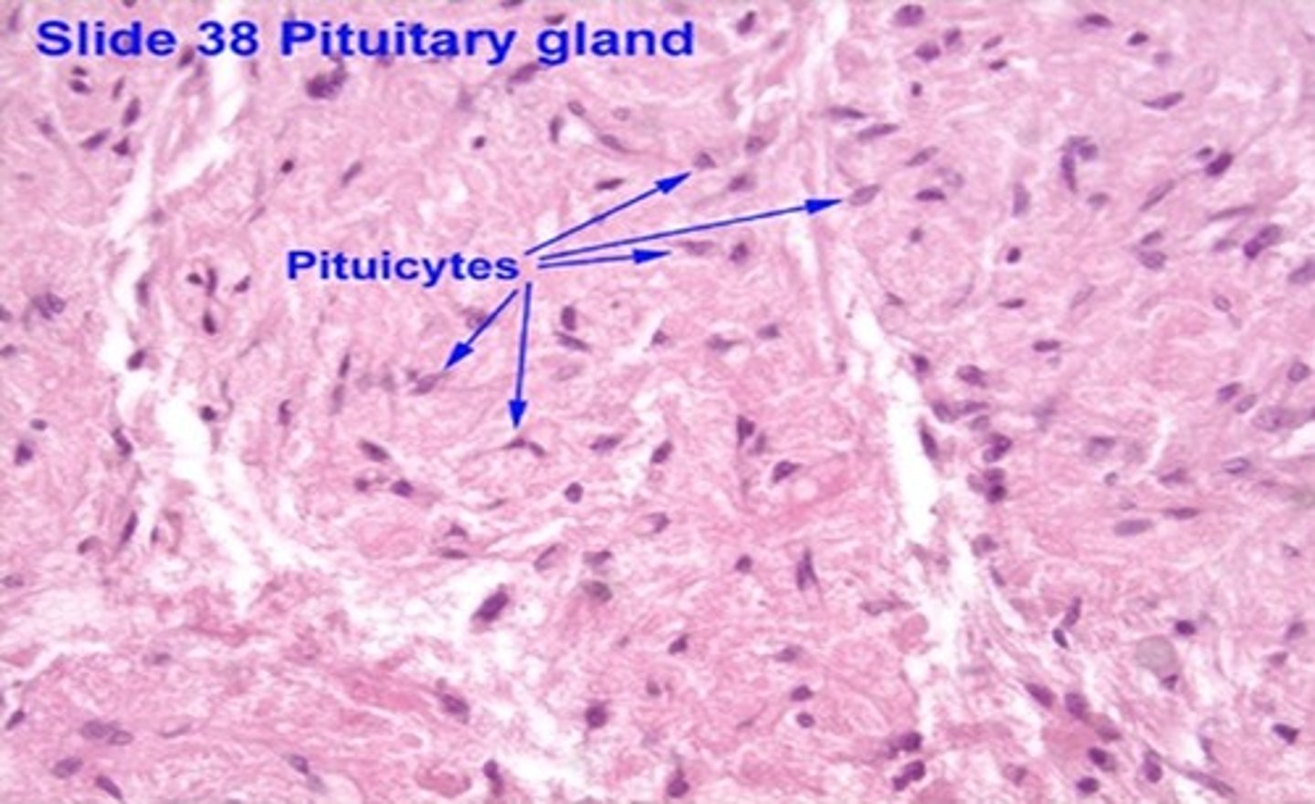 <p>What are pituicytes, and what is their function?</p>