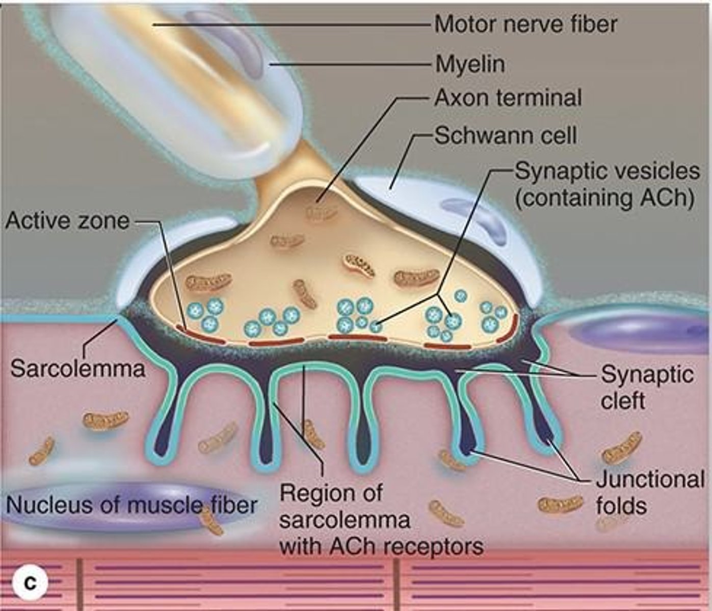<p>The end of axonal branches form what?</p>