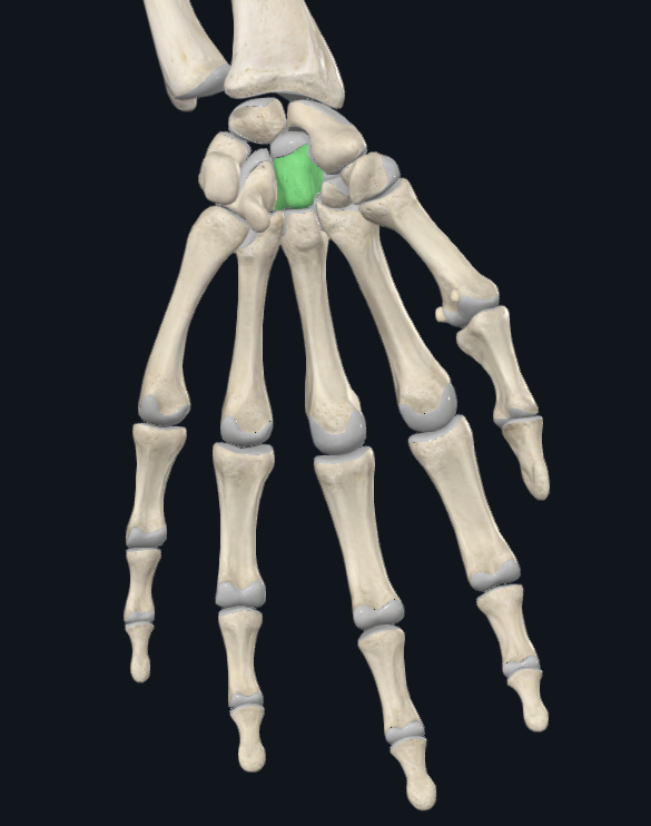 <p>What bone is this</p>