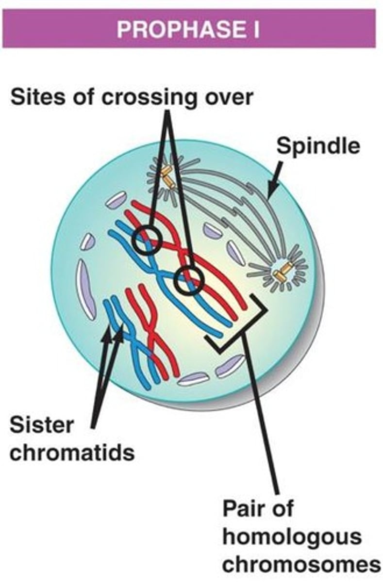 <p>In Prophase I, the nuclear envelope dissolves, centrosomes move to the poles and form the spindle apparatus, chromosomes condense and form homologous pairs, and homologous chromosomes pair (synapsis) and form a tetrad or bivalent.</p>