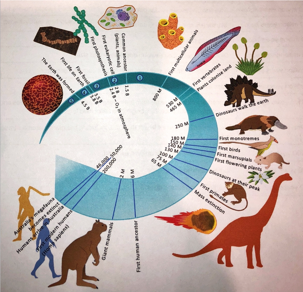 Evolutionary Timeline