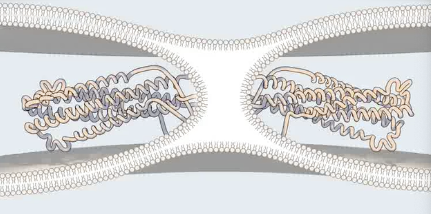 <p>In <strong>hemifusion intermediate</strong> in HIV-1, only _ mix</p>