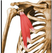 <p>What muscle is this?</p>
