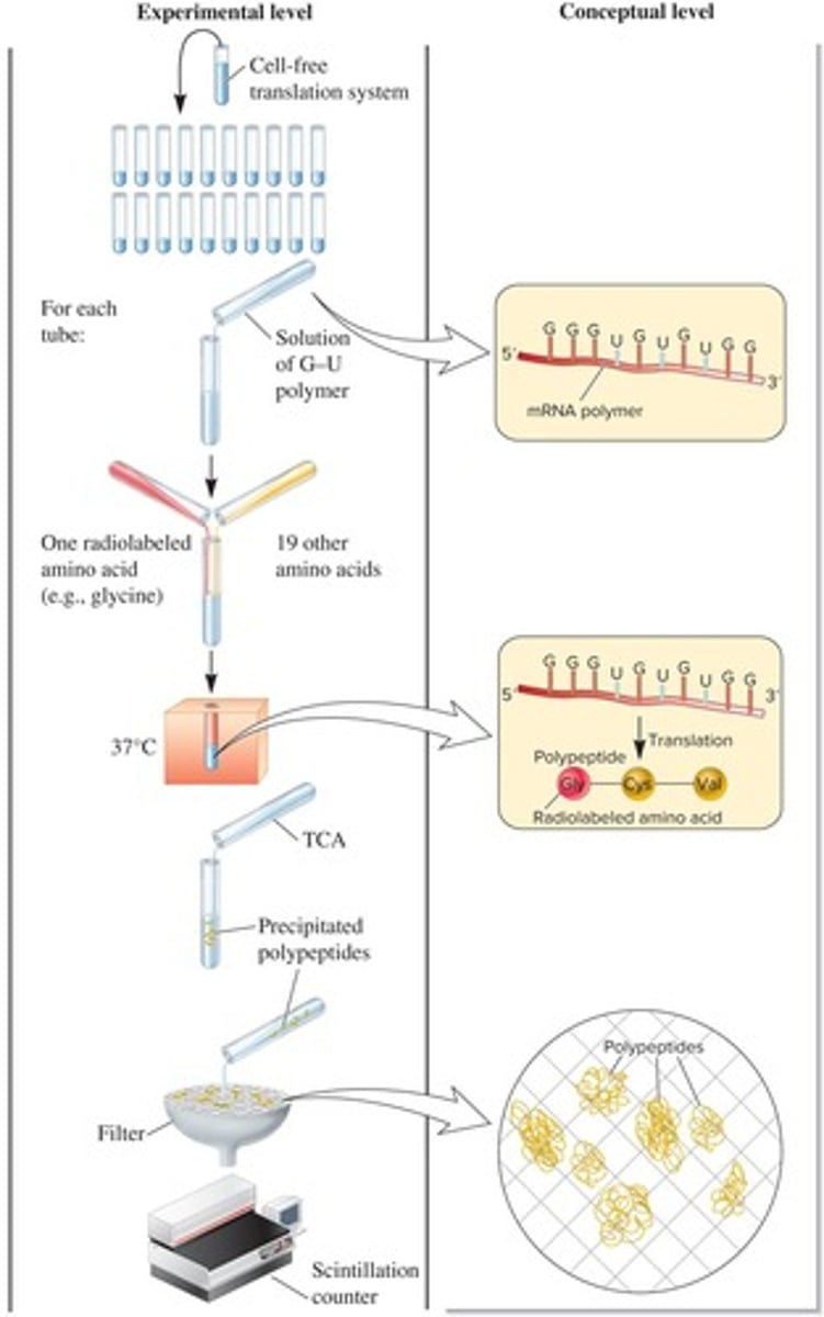 <p>To decipher the relationship between base composition and particular amino acids.</p>