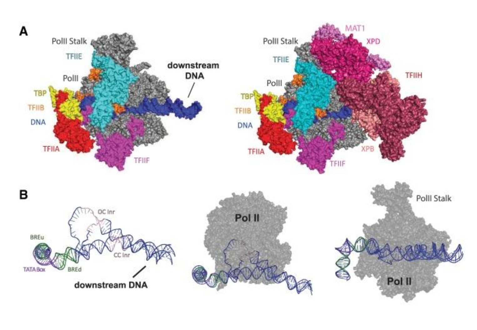 <p>Catalyses the formation of phosphodiester bonds in the&nbsp;<span style="line-height: normal;">sugar phosphate backbone&nbsp;</span>of RNA</p><p class="p1">DNA-directed synthesis of&nbsp;<span style="line-height: normal;">mRNA during transcription</span></p><p class="p1">550kDA complex of 12 subunits</p><p class="p2"><strong>RNA polymerase cannot&nbsp;</strong><span style="line-height: normal;"><strong>enter any part of transcription alone</strong></span></p>