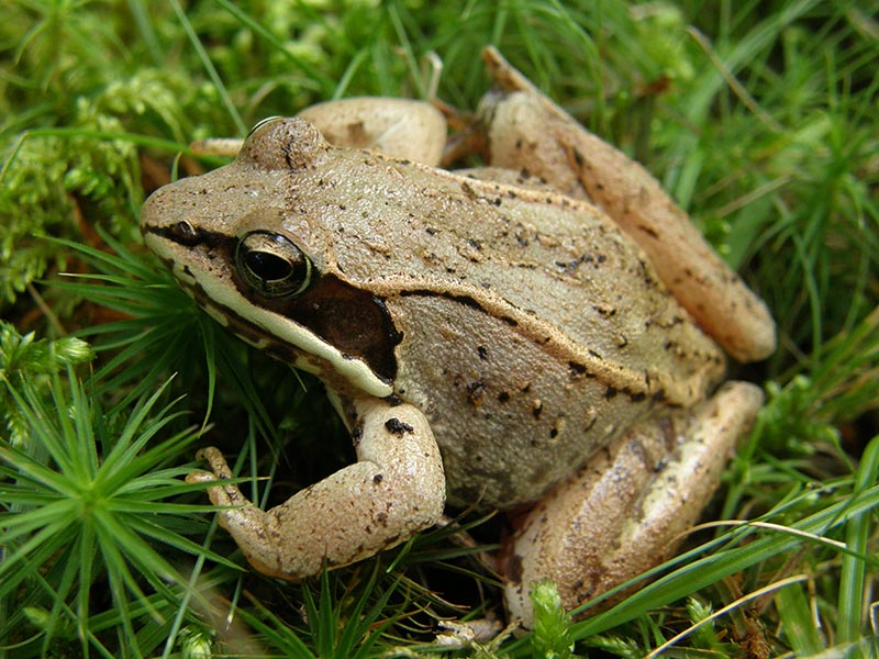 <p>Wood frog</p>