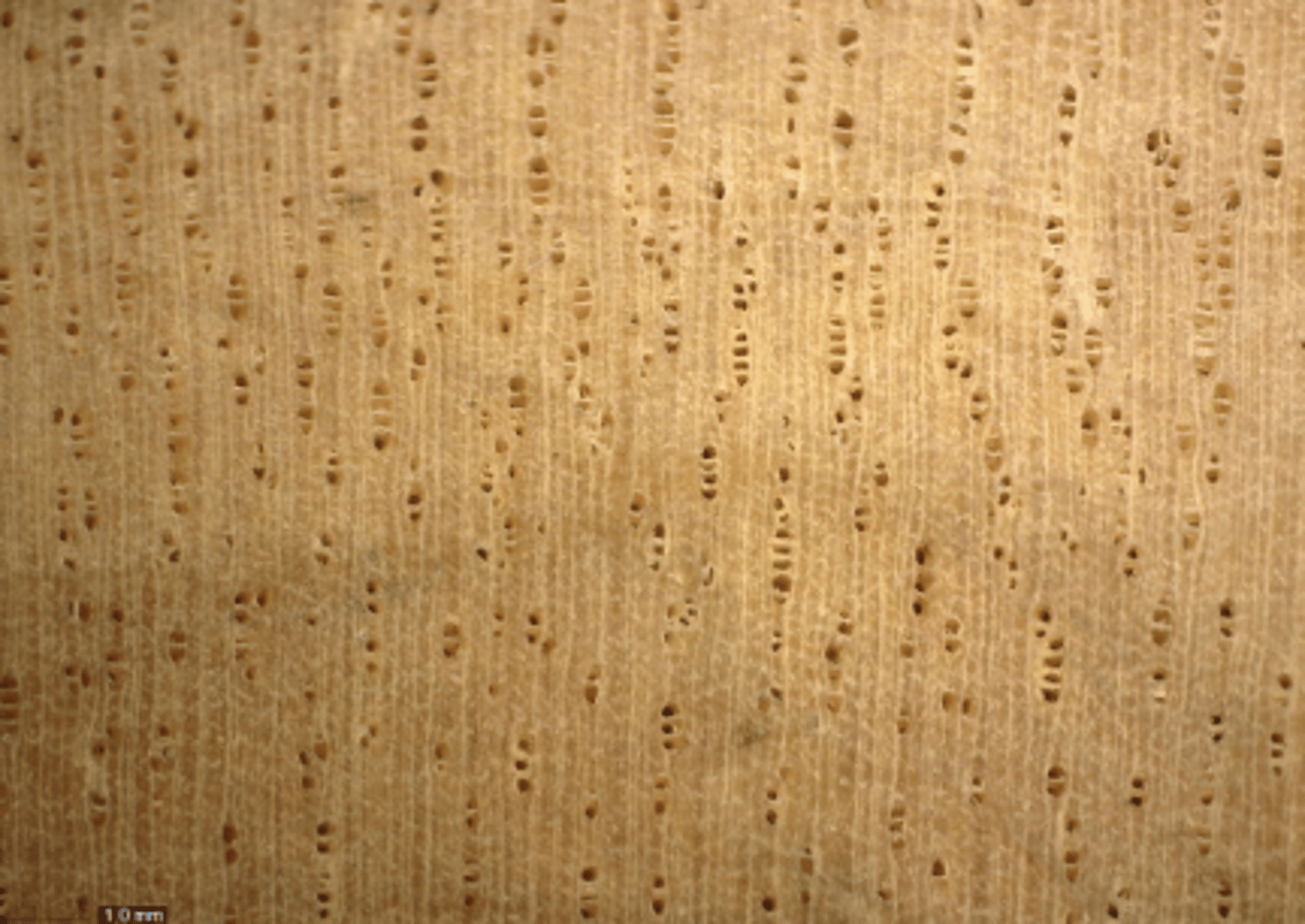 <p>Wood yellowish; radial multiples of 2-8, in radial line; diffuse-in-aggregates parenchyma</p>