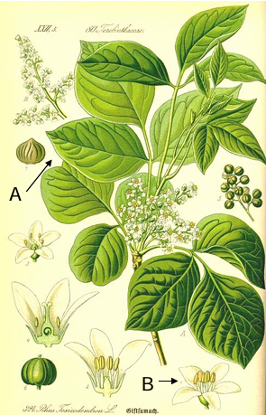 term image