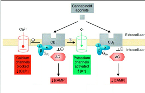 <p>Signaling Pathways linked to cannabinoid receptors</p>