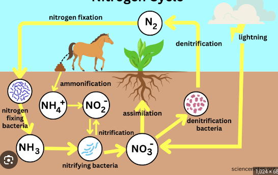 <p><span>a biogeochemical process through which nitrogen is converted into many forms, consecutively passing from the atmosphere to the soil to organism and back into the atmosphere. It involves several processes such as nitrogen fixation, nitrification, denitrification, decay and putrefaction.</span></p>