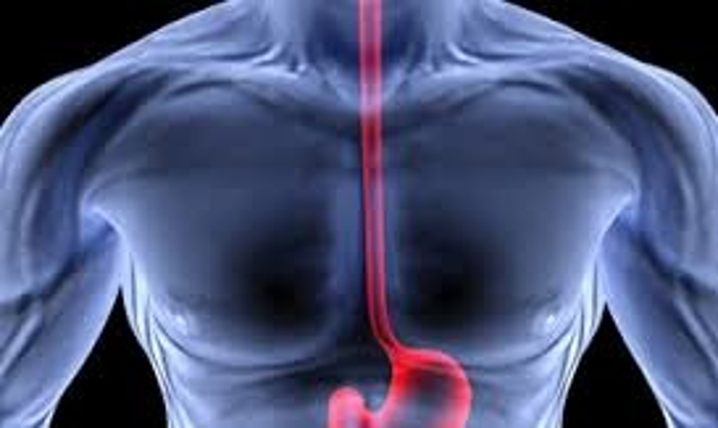 <p>in the thoracic (mostly), </p><p>posterior to trachea, </p><p>passes diaphragm then connects with the stomach (in the abdominal cavity) at the lower esophageal sphincter</p>