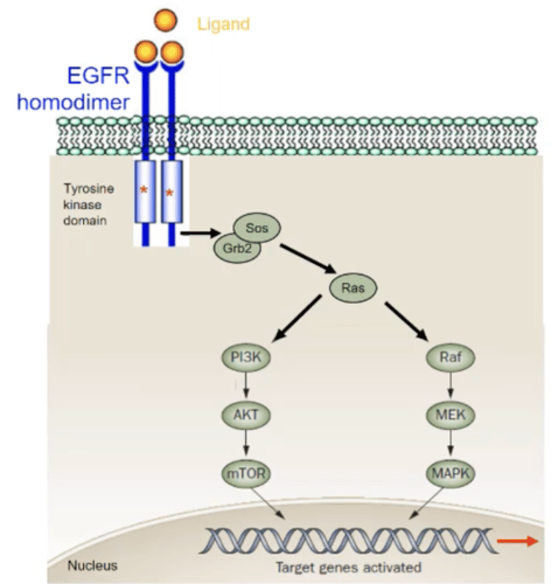 <p>- EGF binds to EGFR which causes a homodimer to form with another EGFR receptor.</p><p>- The homodimers then phosphorylate each other in the intracellular tyrosine kinase domain .</p><p>- Adapter molecules e.g., SOS and SHC, activate RAS which then activates Raf, MEK and MAPK</p><p>- This causes target genes to activate and therefore cell proliferation</p>