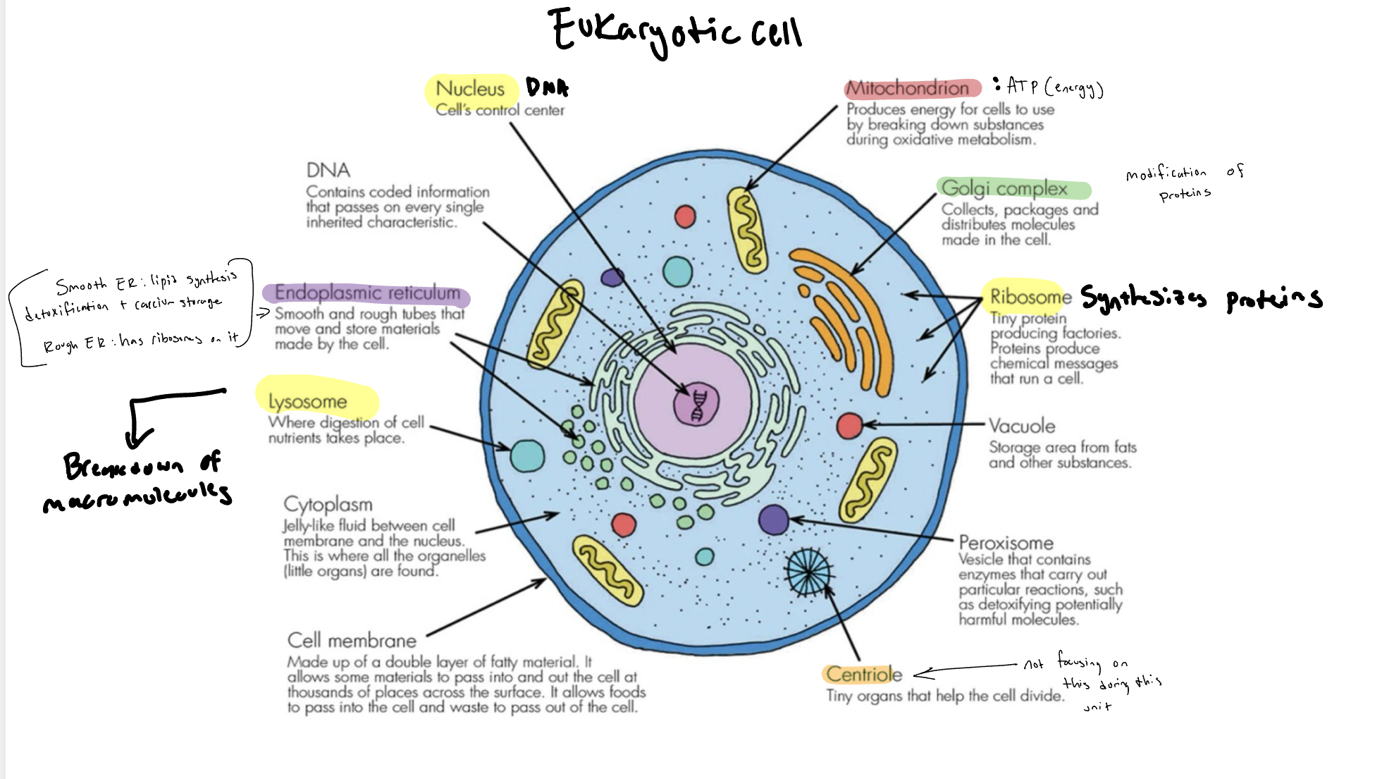 <p>DNA in the nucleus, membrane bound organelles. cytoplasm in the region between plasma membrane and nucleus.&nbsp;</p>