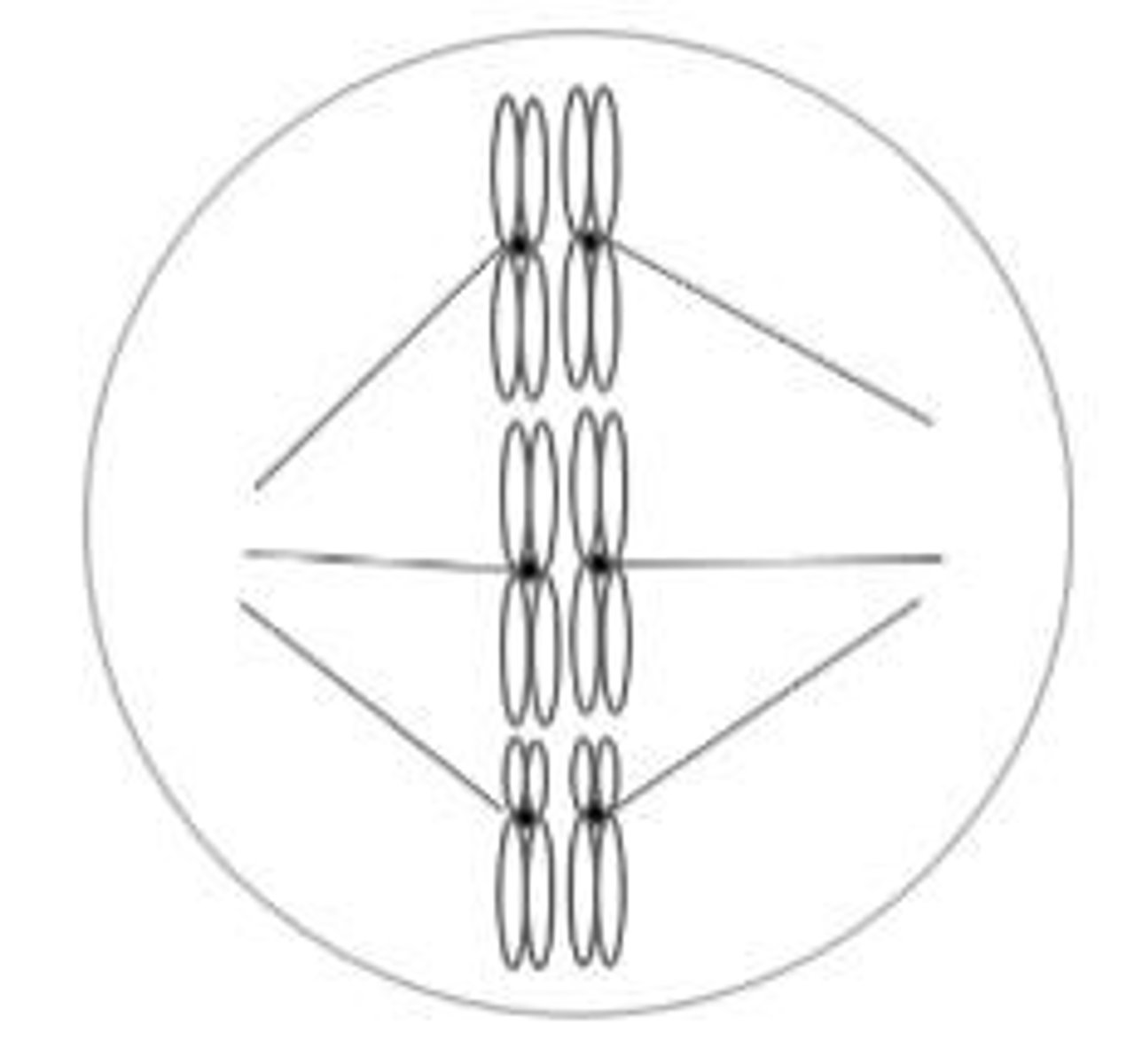 <p>The chromosomes become arranged on the metaphase plate of the cell.</p>