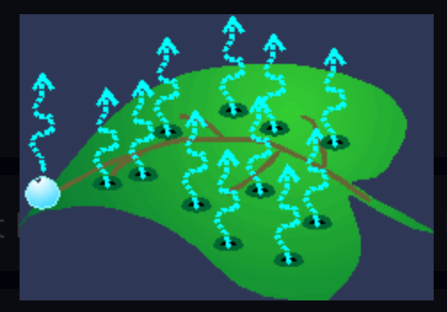 <p>water loss that occurs at leaves</p>